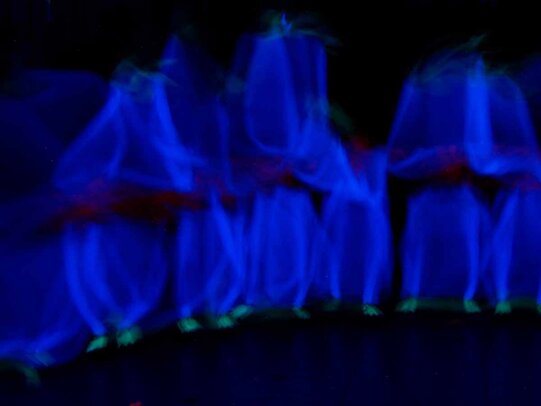 Thumbnail: _2110162.jpg